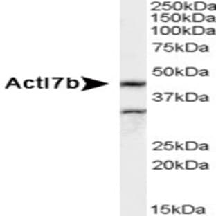 anti-Actin-Like 7b (Actl7b) (Internal Region) antibody avatar
