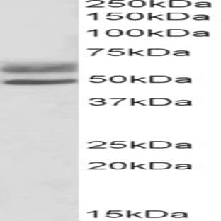 anti-Autoimmune Regulator (AIRE) (C-Term) antibody avatar