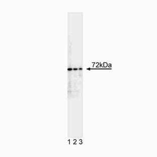 anti-Baculoviral IAP Repeat Containing 3 (BIRC3) antibody avatar