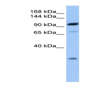 anti-Adaptor-Related Protein Complex 2, beta 1 Subunit (AP2B1) (C-Term) antibody avatar