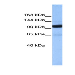 anti-Coatomer Protein Complex, Subunit beta 1 (COPB1) (Middle Region) antibody avatar