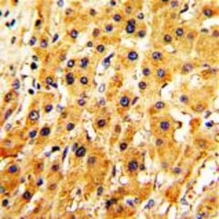 anti-Adenine Phosphoribosyltransferase (APRT) (N-Term) antibody avatar