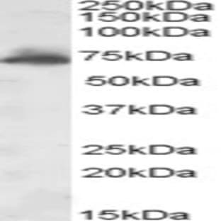 anti-A Kinase (PRKA) Anchor Protein 10 (AKAP10) (Internal Region) antibody avatar