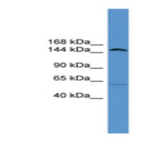 anti-ATPase, Class V, Type 10D (ATP10D) (Internal Region) antibody avatar