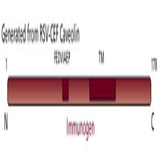 anti-Caveolin 1, Caveolae Protein, 22kDa (CAV1) (AA 1-178) antibody avatar