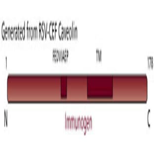 anti-Caveolin 1, Caveolae Protein, 22kDa (CAV1) (AA 1-178) antibody avatar
