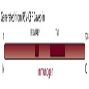 anti-Caveolin 1, Caveolae Protein, 22kDa (CAV1) (AA 1-178) antibody avatar