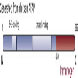 anti-Actin Filament Associated Protein 1 (AFAP1) (AA 469-635) antibody avatar