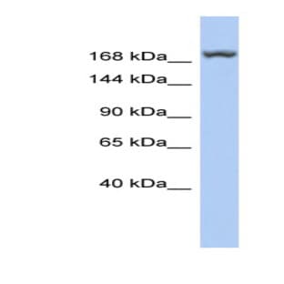 anti-Leucine Rich Repeat Containing 37, Member A3 (LRRC37A3) (Middle Region) antibody avatar