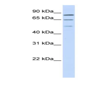 anti-Zinc Finger Protein 699 (ZNF699) (N-Term) antibody avatar
