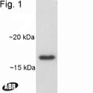 anti-ADP-Ribosylation Factor 1 (ARF1) antibody avatar