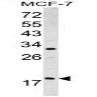 anti-ADP-Ribosylation Factor 3 (ARF3) (Middle Region) antibody avatar