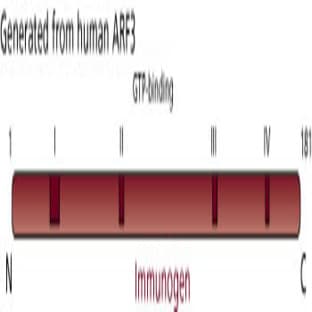 anti-ADP-Ribosylation Factor 3 (ARF3) (AA 1-181) antibody avatar