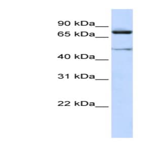 anti-Cullin 2 (CUL2) (Middle Region) antibody avatar