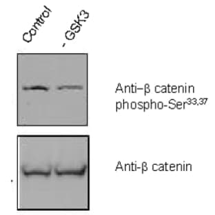 anti-Catenin (Cadherin-Associated Protein), beta 1, 88kDa (CTNNB1) (pSer33), (pSer37) antibody avatar