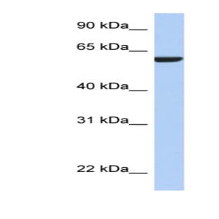 anti-Adhesion Molecule with Ig-Like Domain 3 (AMIGO3) (N-Term) antibody avatar