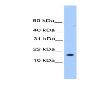 anti-Centromere Protein W (CENPW) (N-Term) antibody avatar