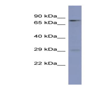 anti-Purine-Rich Element Binding Protein B (PURB) (N-Term) antibody avatar