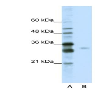 anti-serine/arginine-Rich Splicing Factor 1 (SRSF1) (C-Term) antibody avatar