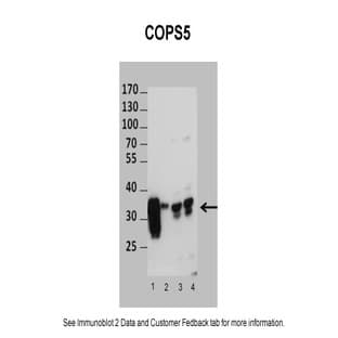 anti-COP9 Constitutive Photomorphogenic Homolog Subunit 5 (Arabidopsis) (COPS5) (N-Term) antibody avatar