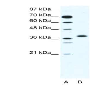 anti-Basic Helix-Loop-Helix Family, Member E22 (BHLHE22) (N-Term) antibody avatar