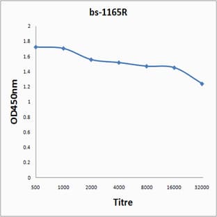 anti-Catenin, beta antibody avatar