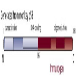 anti-Tumor Protein P53 (TP53) (AA 195-393) antibody avatar