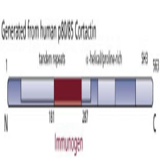anti-Cortactin (CTTN) antibody avatar