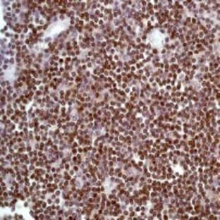 anti-CD3 (CD3) (C-Term), (Cytoplasmic Domain) antibody avatar