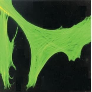 anti-Actin, beta (ACTB) (N-Term) antibody avatar