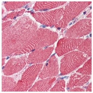 anti-Actin, beta (ACTB) (N-Term) antibody avatar