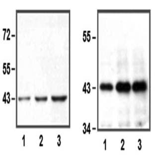anti-Actin, beta (ACTB) antibody avatar