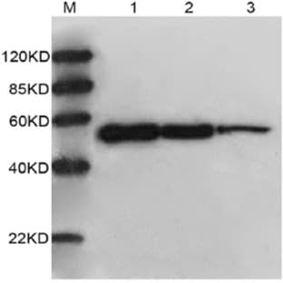 anti-Actin, beta (ACTB) (AA 1-50) antibody (Biotin) avatar
