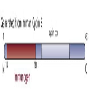 anti-Cyclin B (CCNB) (AA 14-168) antibody avatar