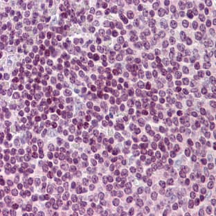 anti-Cell Division Cycle 20 Homolog (S. Cerevisiae) (CDC20) (N-Term) antibody avatar