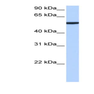 anti-Chromobox Homolog 2 (CBX2) (N-Term) antibody avatar