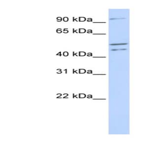 anti-Clock Homolog (Mouse) (CLOCK) (N-Term) antibody avatar