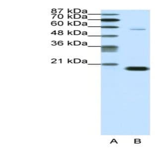 anti-Chromobox Homolog 3 (CBX3) (Middle Region) antibody avatar