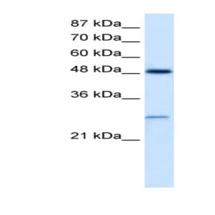anti-Chloride Intracellular Channel 4 (CLIC4) (N-Term) antibody avatar