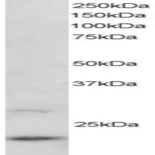 anti-ADP-Ribosylation Factor-Like 2 (ARL2) (C-Term) antibody avatar