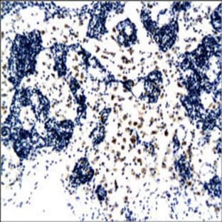 anti-CD8a Molecule (CD8A) (N-Term) antibody