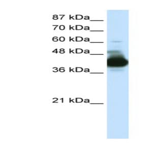 anti-Cleavage Stimulation Factor, 3' Pre-RNA, Subunit 3, 77kDa (CSTF3) (N-Term) antibody avatar
