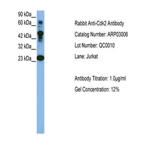anti-Cyclin-Dependent Kinase 2 (CDK2) (C-Term) antibody avatar