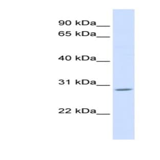 anti-AE Binding Protein 2 (AEBP2) (C-Term) antibody avatar