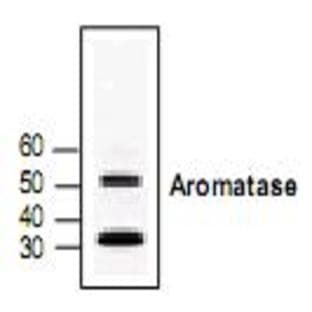 anti-Cytochrome P450, Family 19, Subfamily A, Polypeptide 1 (CYP19A1) antibody avatar