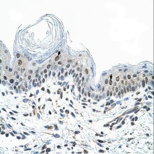 anti-COP9 Constitutive Photomorphogenic Homolog Subunit 2 (Arabidopsis) (COPS2) (N-Term) antibody avatar