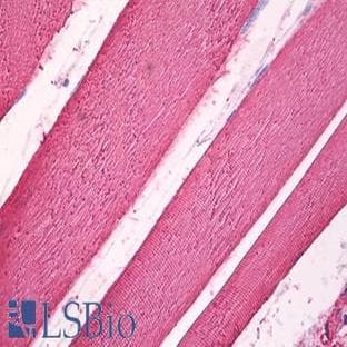 anti-Actin antibody avatar