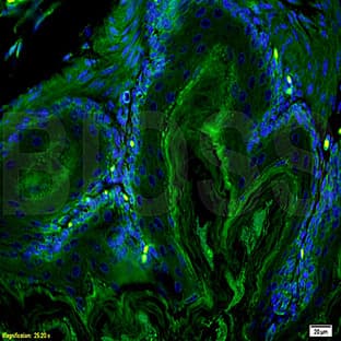 anti-Actin antibody avatar