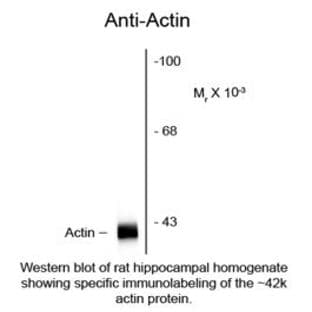 anti-Actin antibody avatar