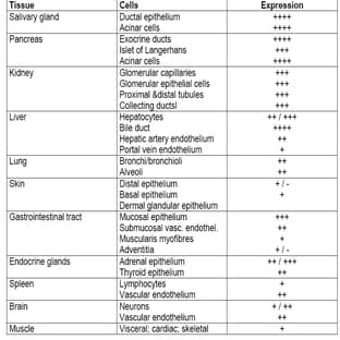 anti-CD46 Molecule, Complement Regulatory Protein (CD46) antibody avatar